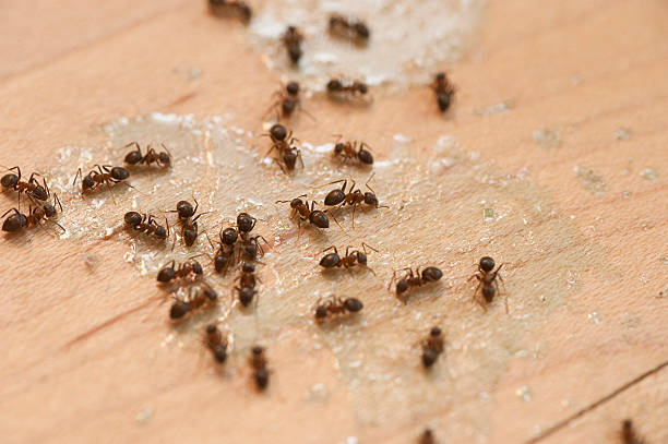 Best Cockroach Control Services  in Stockbridge, MI