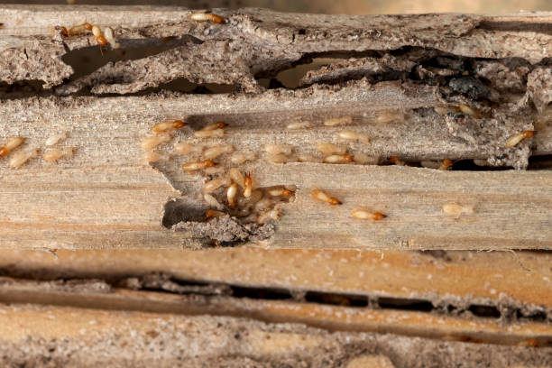 Best Wasp Removal Services  in Stockbridge, MI